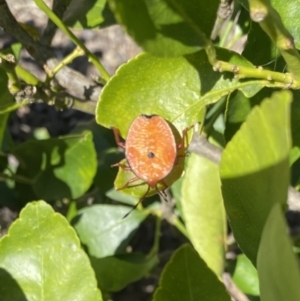 Musgraveia sulciventris at Wanniassa, ACT - 18 Oct 2023 03:13 PM