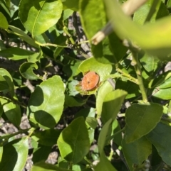 Musgraveia sulciventris at Wanniassa, ACT - 18 Oct 2023