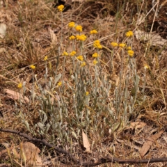 Chrysocephalum apiculatum (Common Everlasting) at Blue Gum Point to Attunga Bay - 3 Nov 2023 by ConBoekel