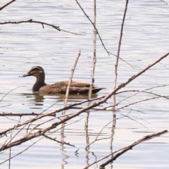 Anas superciliosa (Pacific Black Duck) at Lake Burley Griffin West - 3 Nov 2023 by ConBoekel