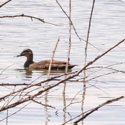 Anas superciliosa (Pacific Black Duck) at Lake Burley Griffin West - 3 Nov 2023 by ConBoekel