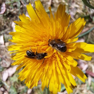 Lasioglossum (Chilalictus) lanarium (Halictid bee) at Croke Place Grassland (CPG) - 5 Nov 2023 by abread111