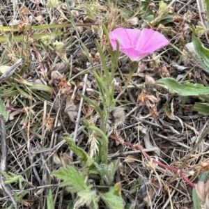 Convolvulus angustissimus subsp. angustissimus at Belconnen, ACT - 5 Nov 2023