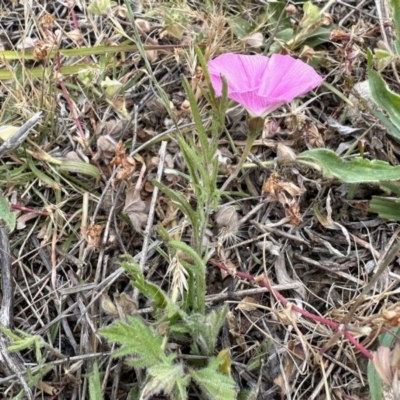 Convolvulus angustissimus subsp. angustissimus (Australian Bindweed) at Belconnen, ACT - 4 Nov 2023 by KMcCue