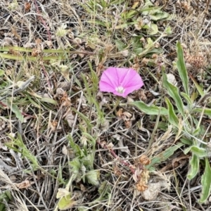 Convolvulus angustissimus subsp. angustissimus at Belconnen, ACT - 5 Nov 2023 10:06 AM