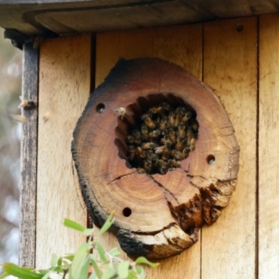Apis mellifera (European honey bee) at Aranda, ACT - 5 Nov 2023 by KMcCue