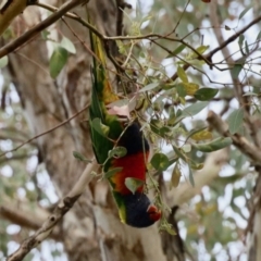 Trichoglossus moluccanus (Rainbow Lorikeet) at Aranda, ACT - 5 Nov 2023 by KMcCue