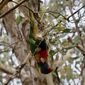 Trichoglossus moluccanus at Aranda, ACT - 5 Nov 2023