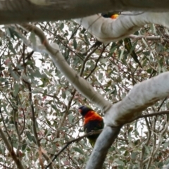 Trichoglossus moluccanus at Aranda, ACT - 5 Nov 2023