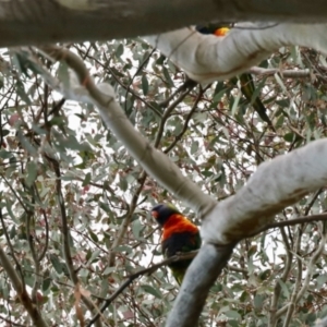 Trichoglossus moluccanus at Aranda, ACT - 5 Nov 2023