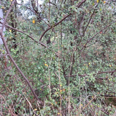 Cotoneaster (genus) (Cotoneaster) at McKellar, ACT - 5 Nov 2023 by abread111