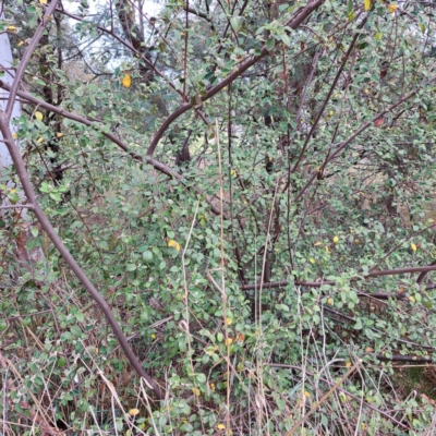 Cotoneaster sp. (Cotoneaster) at McKellar, ACT - 5 Nov 2023 by abread111