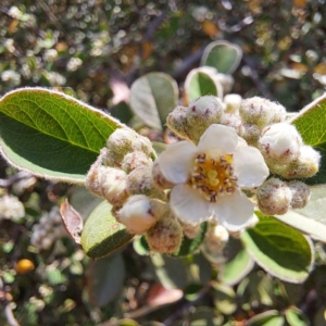 Cotoneaster sp. at Croke Place Grassland (CPG) - 5 Nov 2023