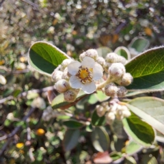 Cotoneaster sp. at Croke Place Grassland (CPG) - 5 Nov 2023