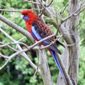 Platycercus elegans at Aranda, ACT - 5 Nov 2023