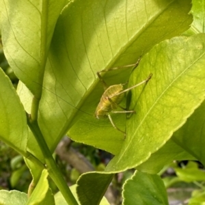 Caedicia simplex at Aranda, ACT - 5 Nov 2023