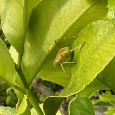 Caedicia simplex (Common Garden Katydid) at GG182 - 5 Nov 2023 by KMcCue