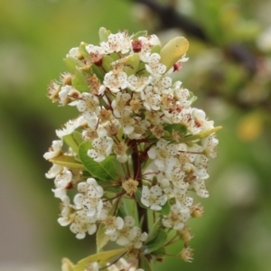 Pyracantha fortuneana at Symonston, ACT - 5 Nov 2023