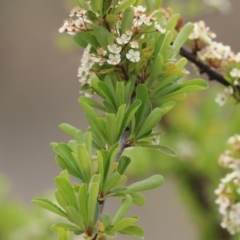 Pyracantha fortuneana at Symonston, ACT - 5 Nov 2023 01:43 PM