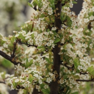 Pyracantha fortuneana at Symonston, ACT - 5 Nov 2023 01:43 PM