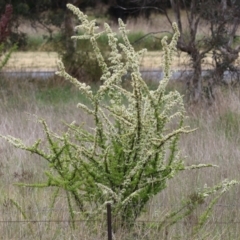 Pyracantha fortuneana at Symonston, ACT - 5 Nov 2023 01:43 PM