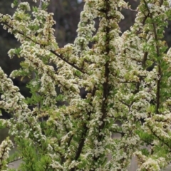 Pyracantha fortuneana at Symonston, ACT - 5 Nov 2023