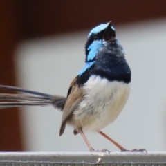 Malurus cyaneus (Superb Fairywren) at Symonston, ACT - 5 Nov 2023 by RodDeb