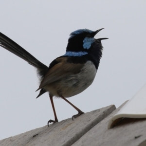 Malurus cyaneus at Symonston, ACT - 5 Nov 2023 01:47 PM