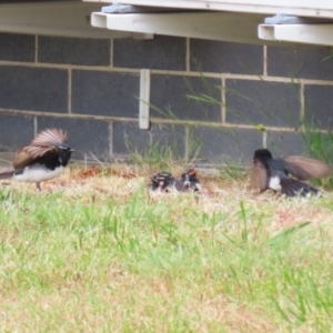 Rhipidura leucophrys at Symonston, ACT - 5 Nov 2023