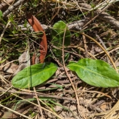 Solenogyne gunnii (Solengyne) at Wee Jasper, NSW - 3 Nov 2023 by brettguy80