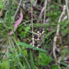 Wurmbea dioica subsp. dioica (Early Nancy) at Wee Jasper, NSW - 3 Nov 2023 by brettguy80