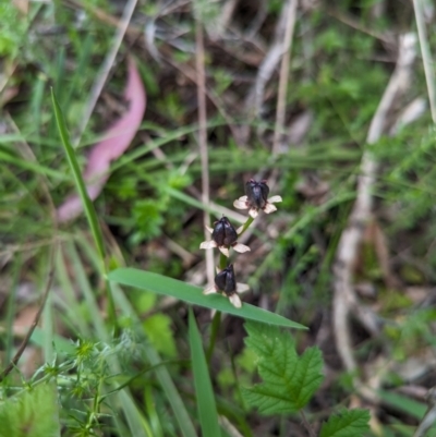 Wurmbea dioica subsp. dioica (Early Nancy) at Micalong Gorge - 3 Nov 2023 by brettguy80