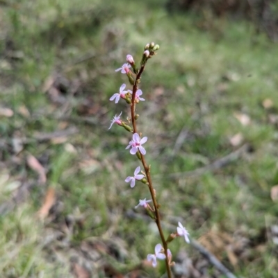 Stylidium (genus) (Trigger Plant) at Wee Jasper, NSW - 3 Nov 2023 by Wildlifewarrior80