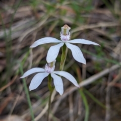 Caladenia moschata (Musky Caps) at Micalong Gorge - 3 Nov 2023 by brettguy80