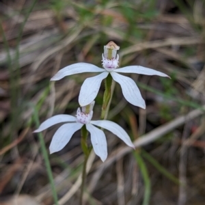 Caladenia moschata at Wee Jasper, NSW - 3 Nov 2023