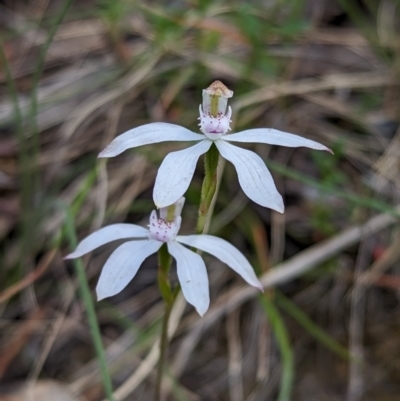 Caladenia moschata (Musky Caps) at Wee Jasper, NSW - 3 Nov 2023 by Wildlifewarrior80