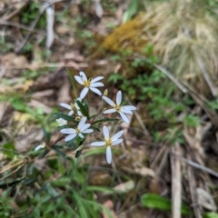 Olearia erubescens (Silky Daisybush) at Wee Jasper, NSW - 3 Nov 2023 by Wildlifewarrior80