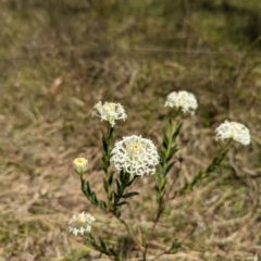 Pimelea treyvaudii (Grey Riceflower) at Wee Jasper, NSW - 3 Nov 2023 by Wildlifewarrior80