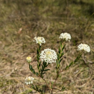 Pimelea treyvaudii (Grey Riceflower) at Micalong Gorge - 3 Nov 2023 by brettguy80