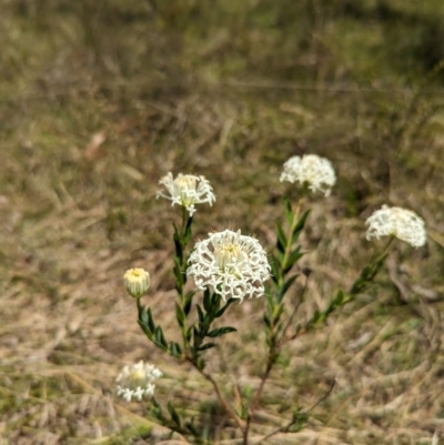 Pimelea treyvaudii (Grey Riceflower) at Wee Jasper, NSW - 3 Nov 2023 by Wildlifewarrior80