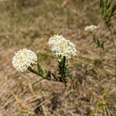 Pimelea treyvaudii at Wee Jasper, NSW - 3 Nov 2023 11:59 AM