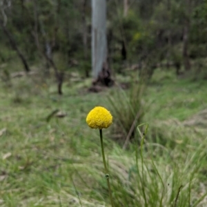 Craspedia sp. at Wee Jasper, NSW - suppressed