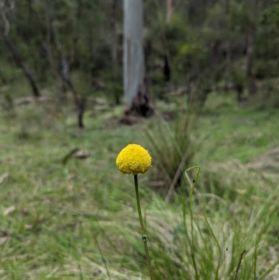 Craspedia sp. (Billy Buttons) at Wee Jasper, NSW - 3 Nov 2023 by brettguy80