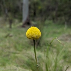 Craspedia sp. at Wee Jasper, NSW - suppressed