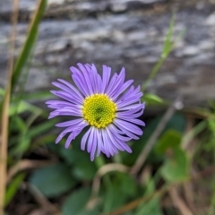 Brachyscome spathulata (Coarse Daisy, Spoon-leaved Daisy) at Micalong Gorge - 3 Nov 2023 by brettguy80