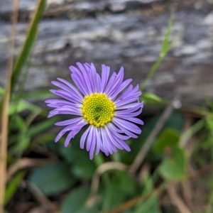 Brachyscome spathulata at Wee Jasper, NSW - 3 Nov 2023