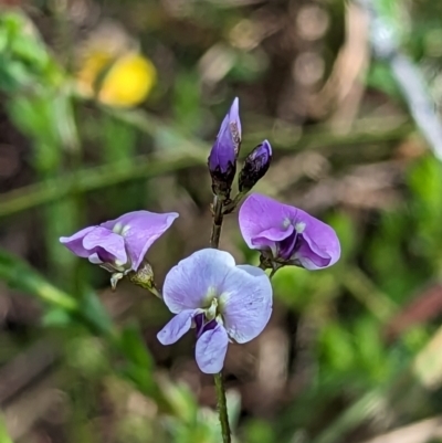 Glycine clandestina (Twining Glycine) at Micalong Gorge - 3 Nov 2023 by brettguy80