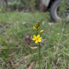 Bulbine bulbosa (Golden Lily) at Wee Jasper, NSW - 3 Nov 2023 by brettguy80