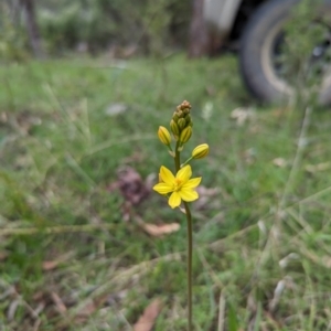 Bulbine bulbosa at Wee Jasper, NSW - 3 Nov 2023