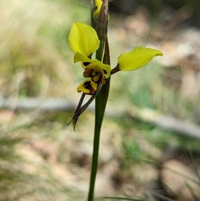 Diuris sulphurea (Tiger Orchid) at Wee Jasper, NSW - 3 Nov 2023 by brettguy80